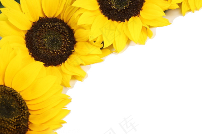 向日葵素材
