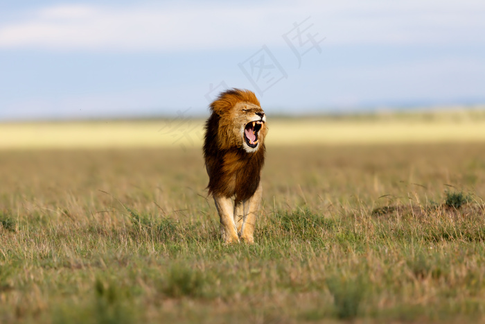 草地上大喊的狮子图片