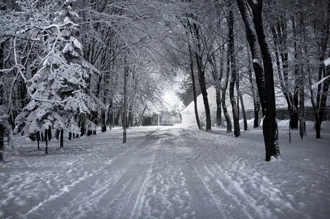 美丽树林公路风景