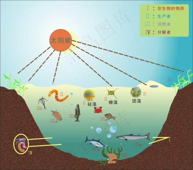 海洋食物链cdr矢量模版下载