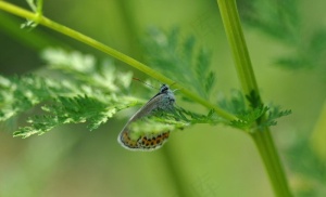 蝴蝶 昆虫图片