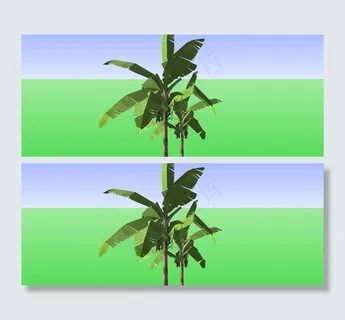 香蕉树图片