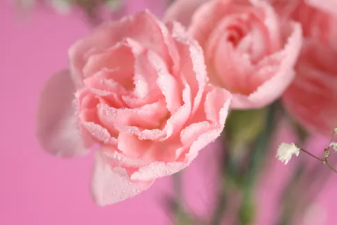 粉色玫瑰花静物设计素材