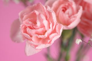 粉色玫瑰花静物设计素材