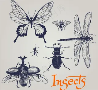 手绘昆虫图片
