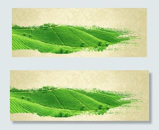 茶叶泼墨茶田背景banner　