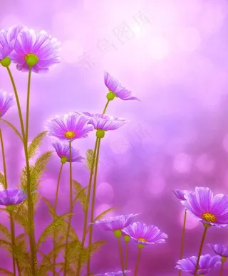 温馨背景 花朵 绿叶图片