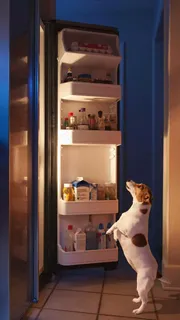 狗狗和冰箱高清摄影图片