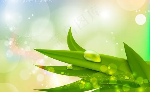 小草水珠水泡水滴背景图片