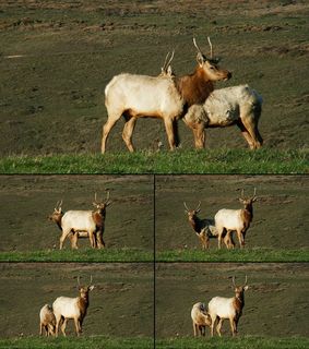 动物视频素材 动物视频素材
