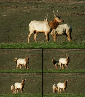 动物视频素材 动物视频素材