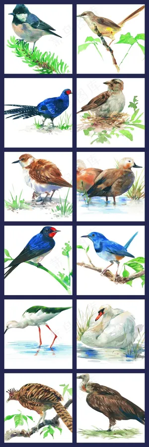 彩绘鸟类飞禽素材收集绘画五颜六色各...