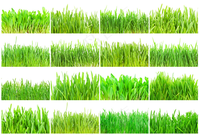 各种绿草摄影图片