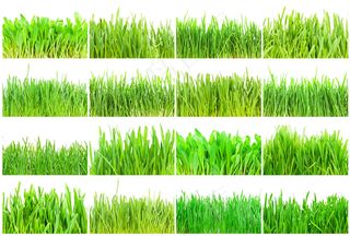 各种绿草摄影图片