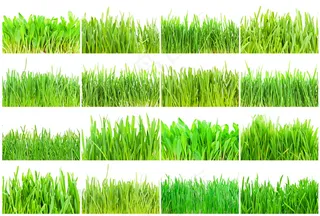 各种绿草摄影图片