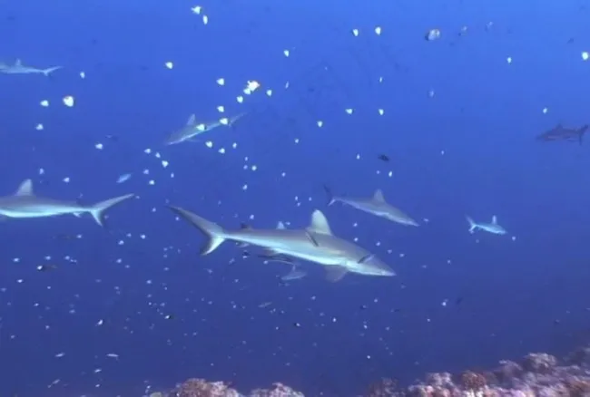 海洋生物模板下载