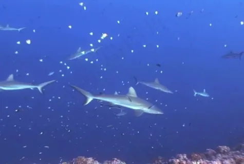 海洋生物模板下载