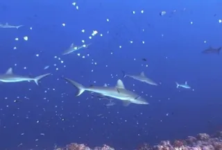 海洋生物模板下载