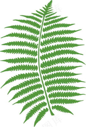 蕨类植物