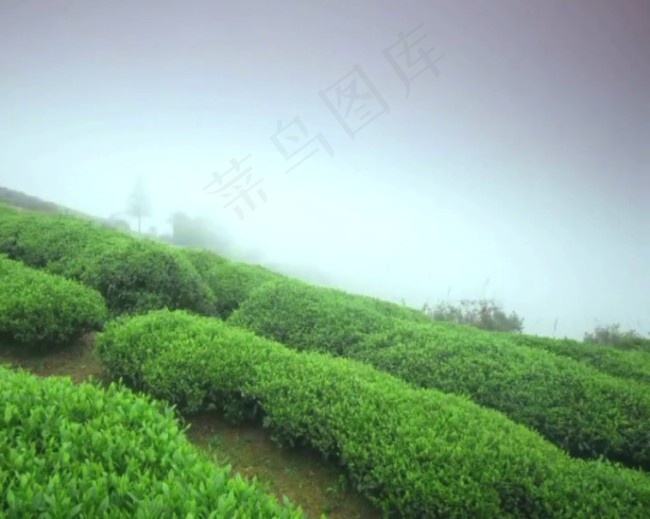 高山茶园视频素材素材下载
