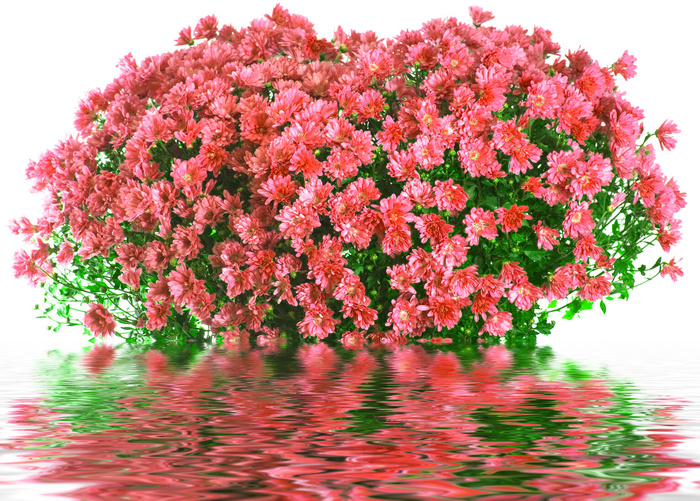 水中大花束水纹倒影