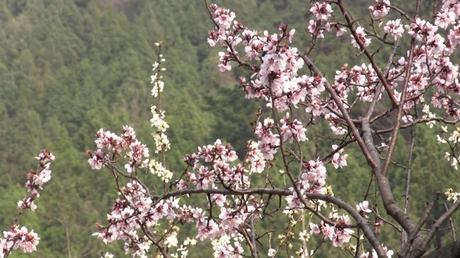 蜂恋花素材下载