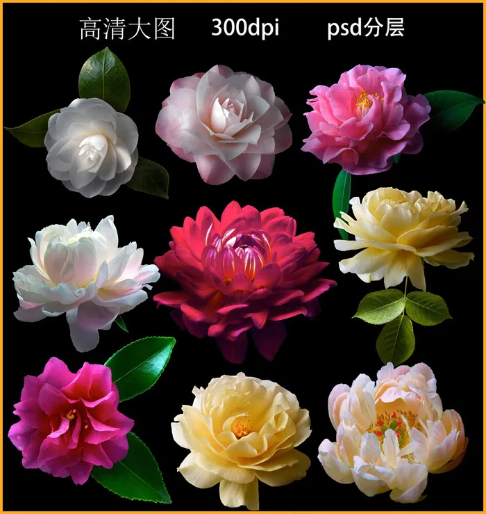 摄影花卉(3598X3598(DPI:72))psd模版下载