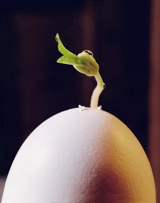 破壳而出的芽叶
