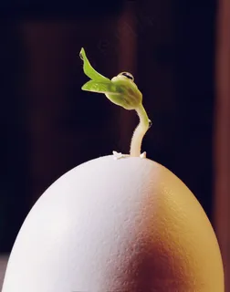 破壳而出的芽叶 破壳而出的芽叶