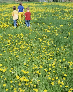 草地上的儿童图片