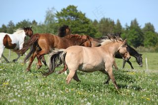 草坪上的马群图片