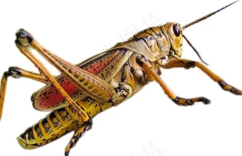 蝗虫免抠素材PSD分层