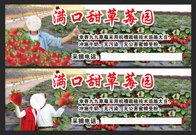 草莓采摘素材