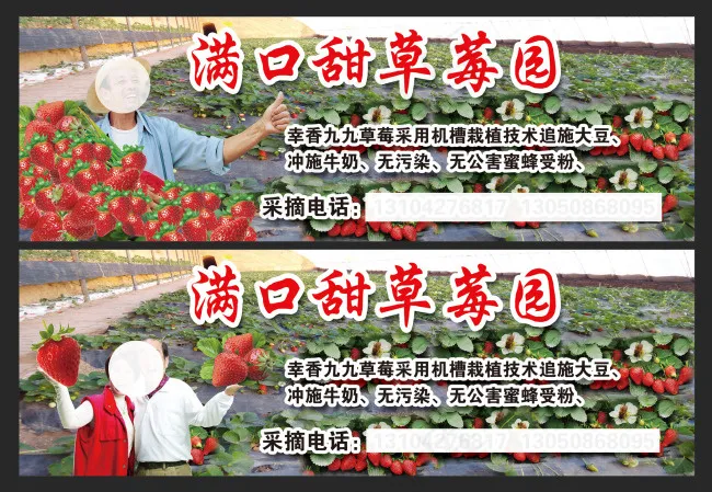 草莓采摘素材(3937X1312(DPI:50))psd模版下载