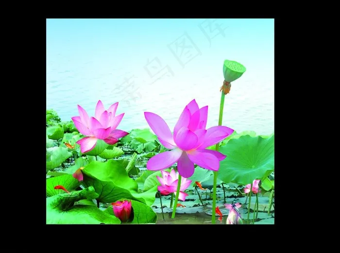 荷花图图片cdr矢量模版下载