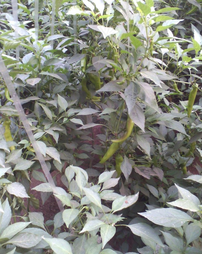 尖椒 蔬菜图片