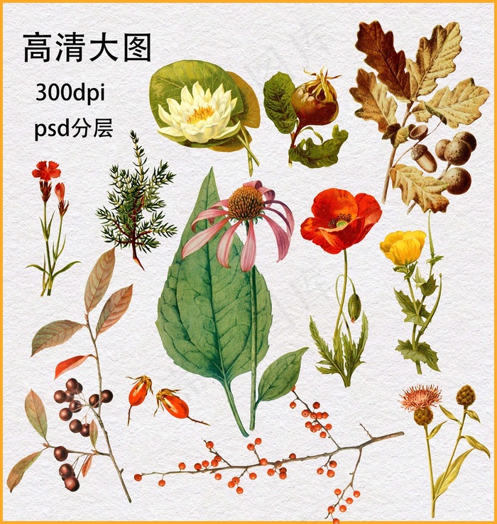 植物花卉(4477X4724(DPI:300))psd模版下载