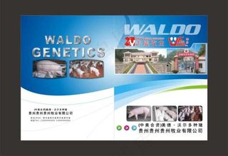 画册畜牧业饲料封面封底宣传资料