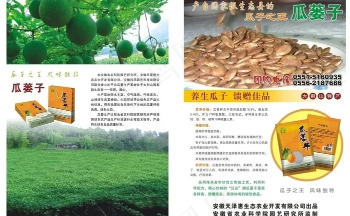 瓜蒌子宣传单图片cdr矢量模版下载