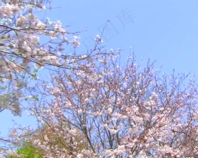 桃花朵朵开