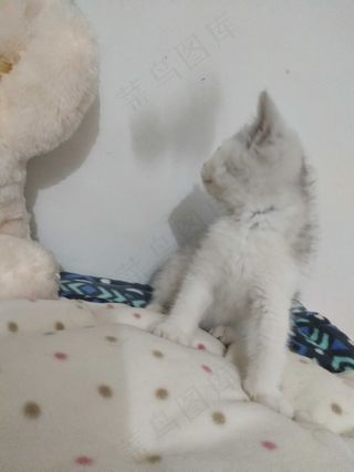 白色清新风宠物猫咪实拍摄影图