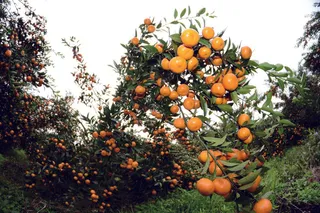 橘子树图片
