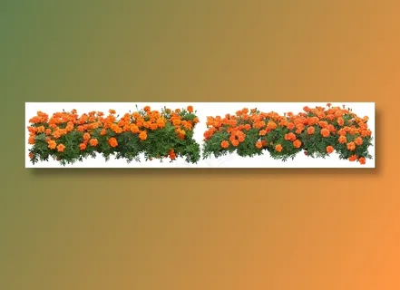 高清免抠植物万寿菊