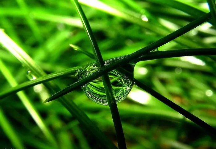 精美绿色墙纸图片