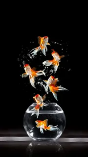 玻璃瓶装着的金鱼高清摄影图片 玻璃瓶装着的金鱼高清摄影图片