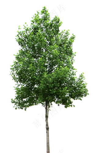 景观绿化树免抠png透明图层素材