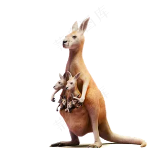 袋鼠图片免抠png透明图层素材