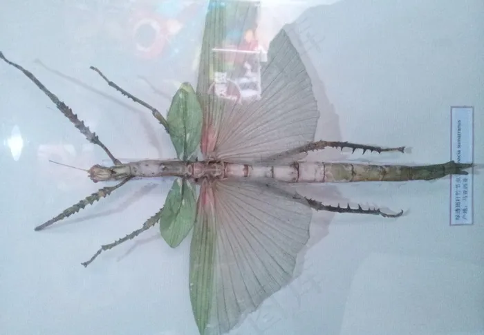 竹节虫标本2图片