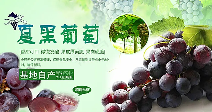 夏黑葡萄图片psd模版下载