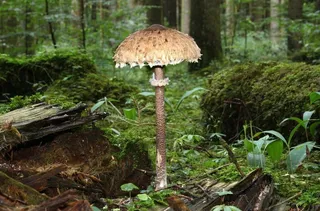 伞形蘑菇图片